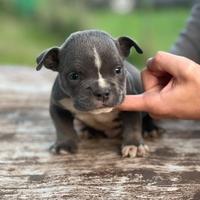 American bully