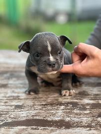 American bully