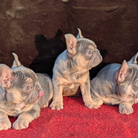 Cuccioli di bulldog francese