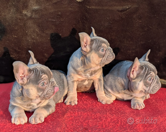 Cuccioli di bulldog francese