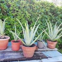 pianta aloe