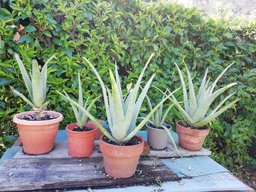 pianta aloe