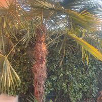 Palma Trachycarpus Fortunei (Palma di San Pietro)