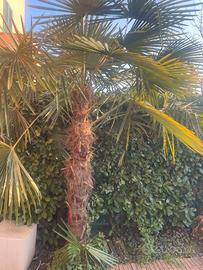 Palma Trachycarpus Fortunei (Palma di San Pietro)