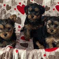 Yorkshire cuccioli disponibili