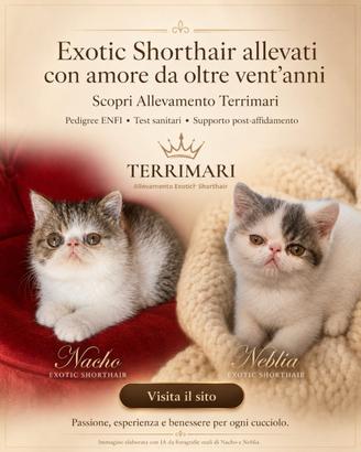 Gattini exotic shorthair pelo corto- Pedigree