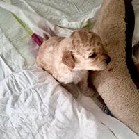 Barboncino Albicocca cuccioli Toy nano