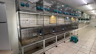 Batteria per uccelli