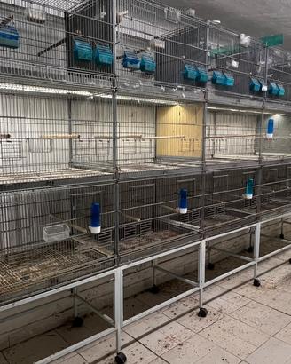 Batteria per uccelli