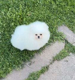 Spitz Tedesco nano pedigree FCI-ENCI