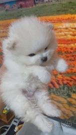 spitz di pomerania toy