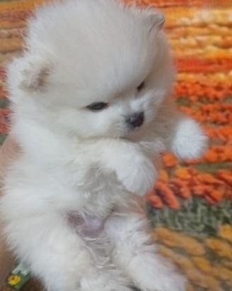 spitz di pomerania toy