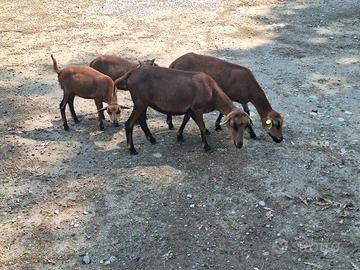 Agnellini/pecora del camerun, capregirg/camosciata
