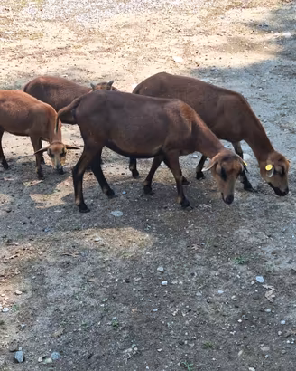 Agnellini/pecora del camerun, capregirg/camosciata