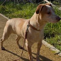 Dolcissima cagnolina