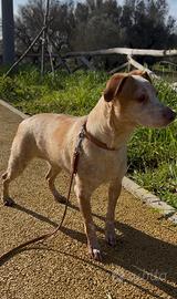 Dolcissima cagnolina