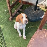 2 cuccioli pointer inglese
