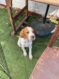 2 cuccioli pointer inglese