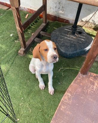 2 cuccioli pointer inglese