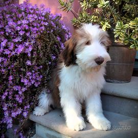 Wade - Bearded Collie