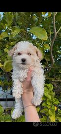 Maltipoo