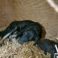 Vendita cuccioli