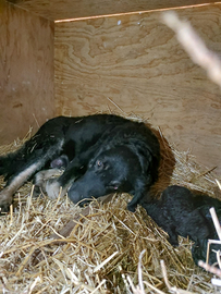 Vendita cuccioli