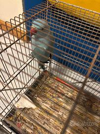 Parrocchetto dal collare