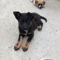 Cucciole di Hakita Americano