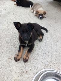 Cucciole di Hakita Americano