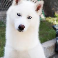 Siberian Husky