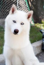 Siberian Husky