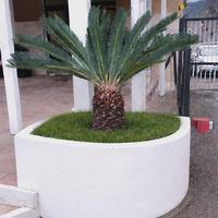 cycas