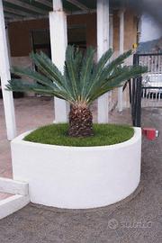 cycas