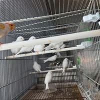 Canarini anche in blocco