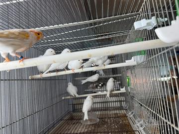 Canarini anche in blocco