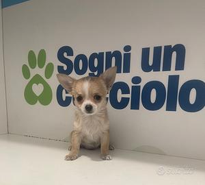 Chihuahua mini toy fulvo / bianco disponibile