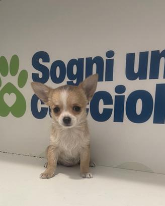 Chihuahua mini toy fulvo / bianco disponibile
