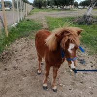 Cavallo pony