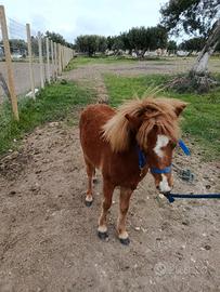 Cavallo pony