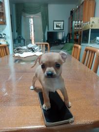 cucciolo ciwawa