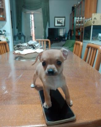 cucciolo ciwawa