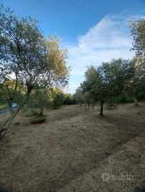 Uliveto vicino Montemarcello