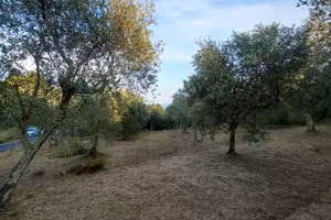 Uliveto vicino Montemarcello