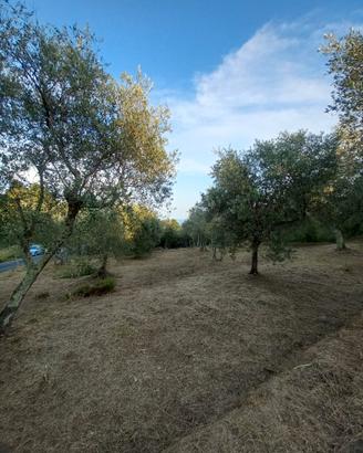 Uliveto vicino Montemarcello