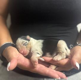 Cucciolo pastore australiano