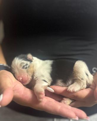 Cucciolo pastore australiano