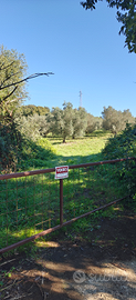 Terreno Agricolo di 70000 mq (7 ettari) + Oliveto