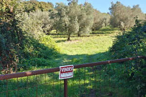 Terreno Agricolo di 10000 mq (1 ettaro) + Oliveto