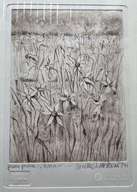 Incisione originale Mirella Schott Sbisà “Narcisi”